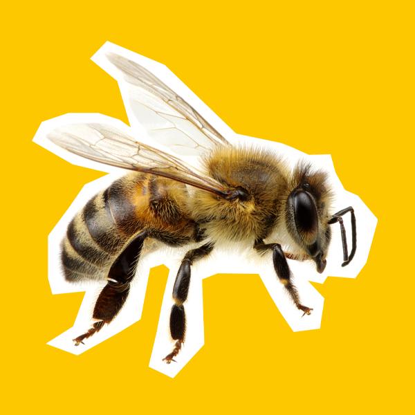 16 Amazing Facts About Bees You Need To Know